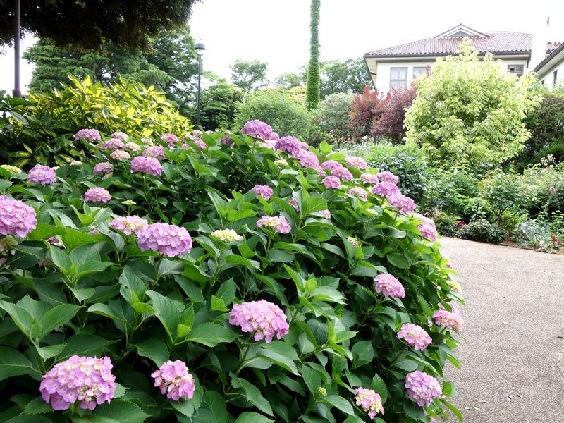 Yokohama Private Tour - Parc Minato-no-mieru oka koen en juin