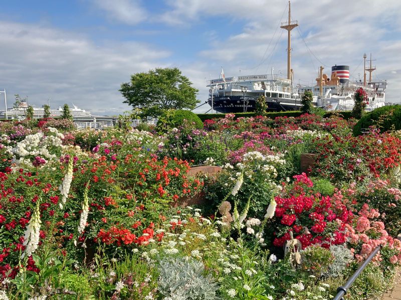 Yokohama Private Tour - Roseraie au parc Yamashita en mai