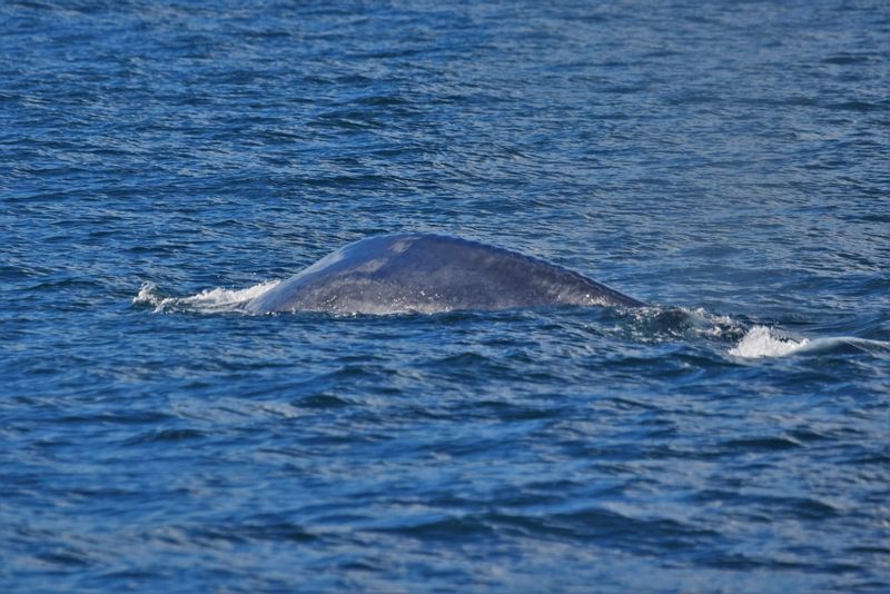 Galle Private Tour - Whales Breathing  