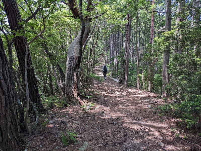 Kumano Private Tour - Kumano Kodo between Hosshinmon and Fushiogami