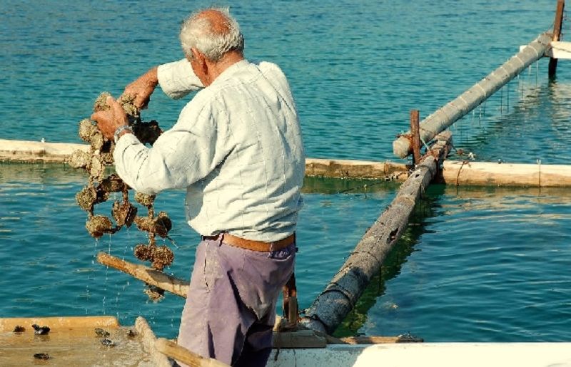 Split Private Tour - Oyster beds 