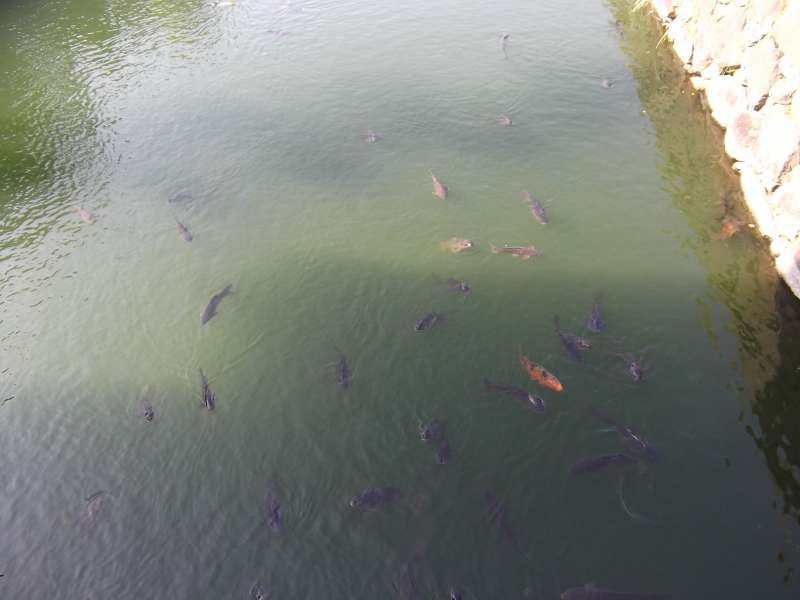 Kyoto Private Tour - Carp in the inner moat of Nijo-jo Castle.