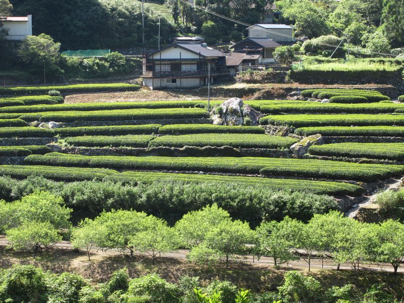 Kochi Private Tour - Tea Plantation