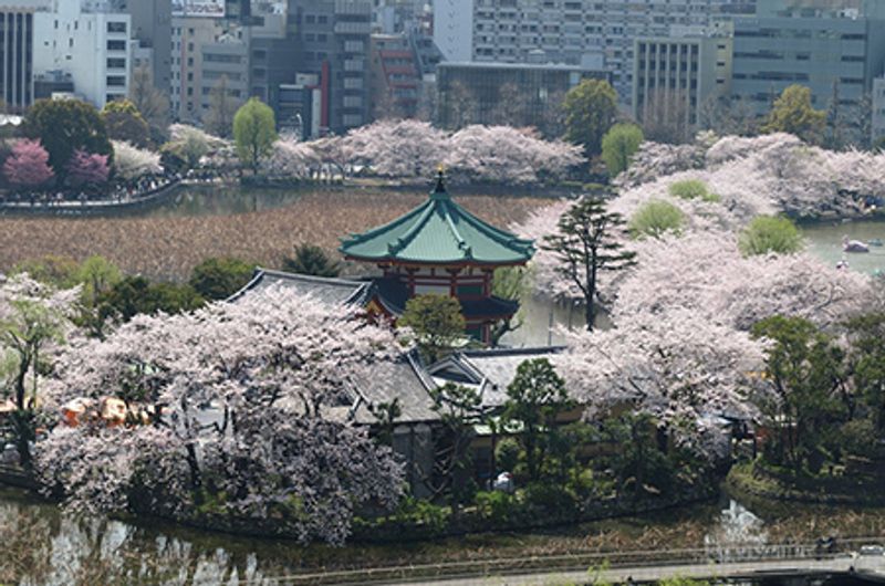 Tokyo Private Tour - Ueno Park