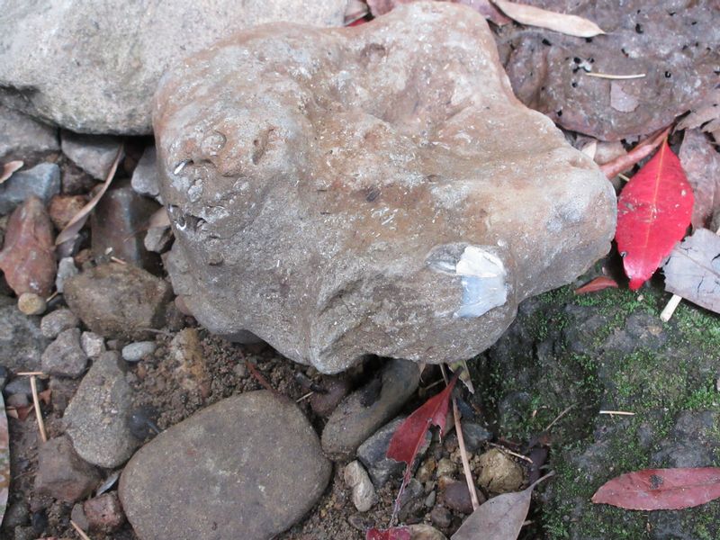 Kochi Private Tour - Fossil of a seashell in Ioki Cave