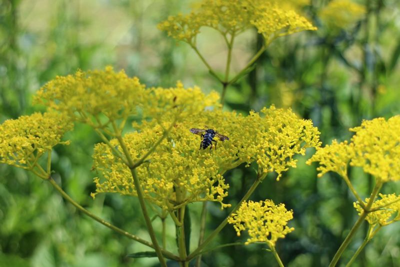 Kochi Private Tour - Blue Bee which invites happiness in Monet’s Garden