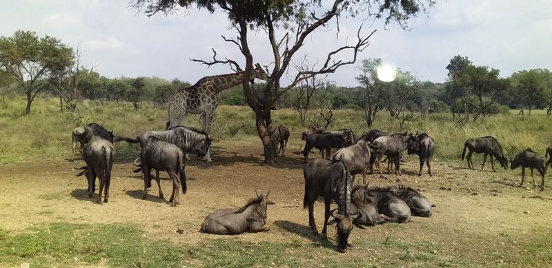 Gauteng Private Tour - blue wild beast and giraffe at Pilanesberg national park  