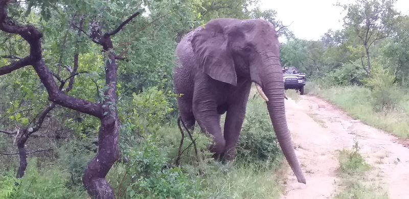 Gauteng Private Tour - Elephant  bull coming to the road at Pilanesberg national park 