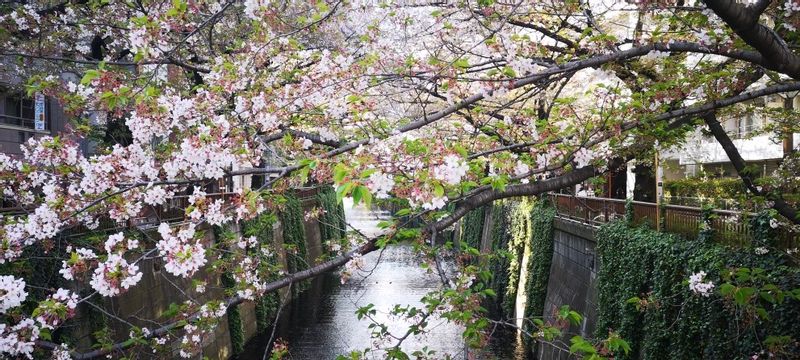 Tokyo Private Tour - Meguro River with cherry blossoms