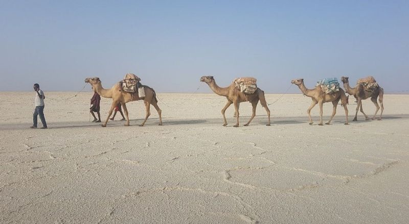 Southern Ethiopia Private Tour - Camel caravans 