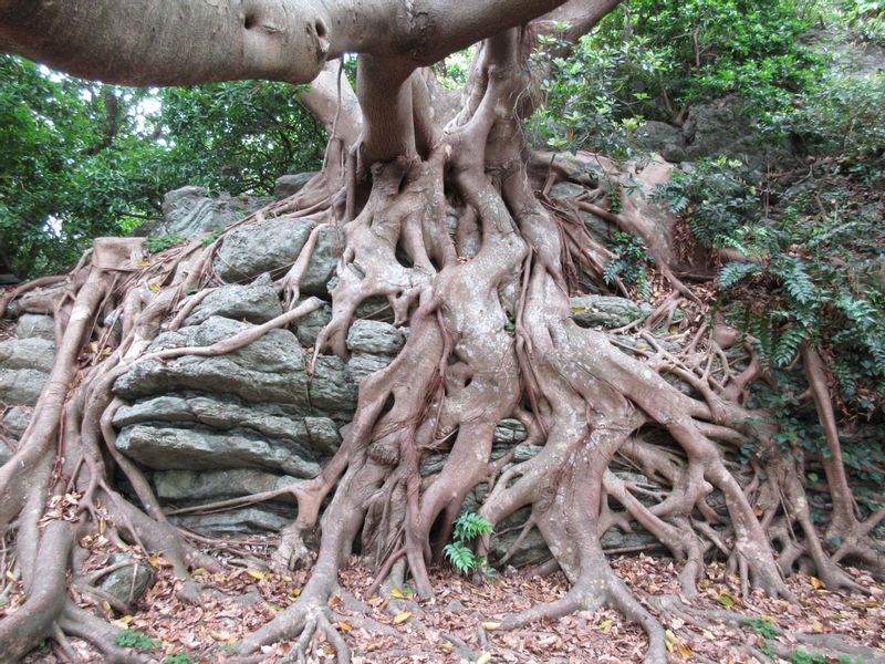 Kochi Private Tour - Huge Ficus superba in Muroto Cape