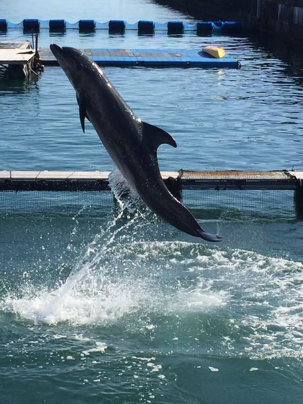 Kochi Private Tour - Interacting with a dolphin