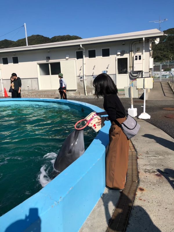 Kochi Private Tour - Interacting with a dolphin