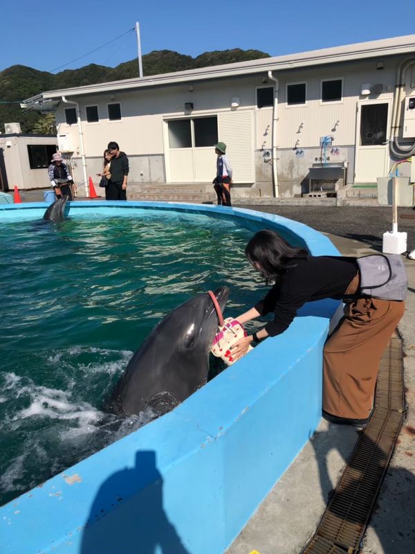 Kochi Private Tour - Interacting with a dolphin