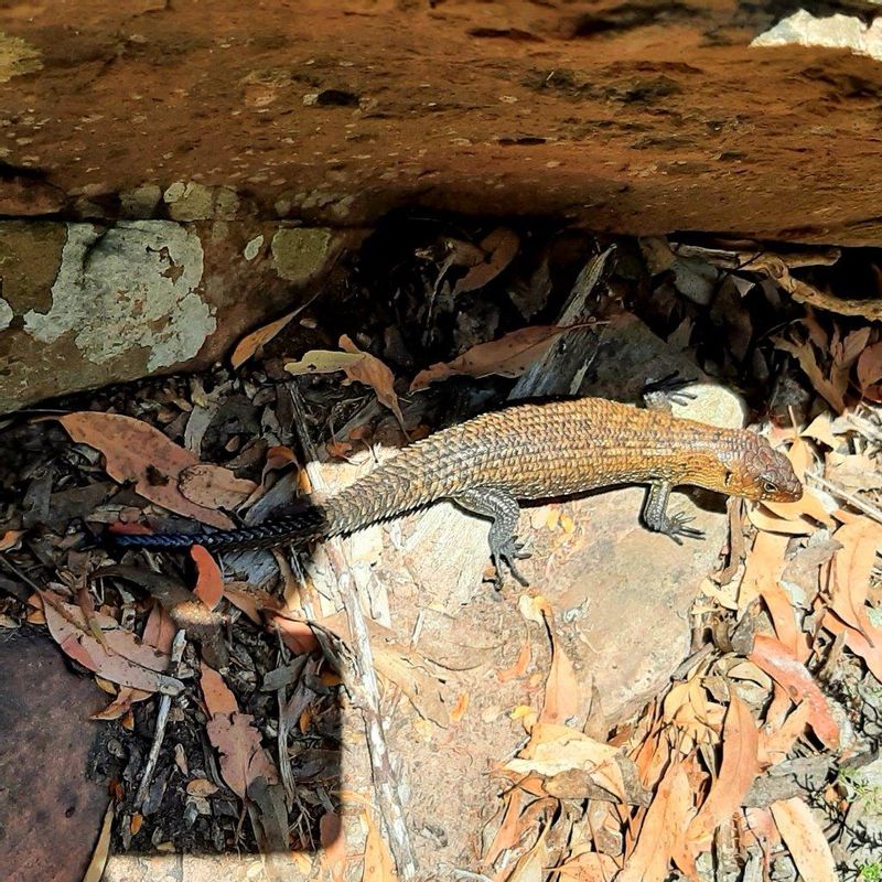 Melbourne Private Tour - Lizard sunning itself at one of the lookouts