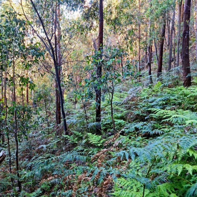 Melbourne Private Tour - The forest along Messmate track