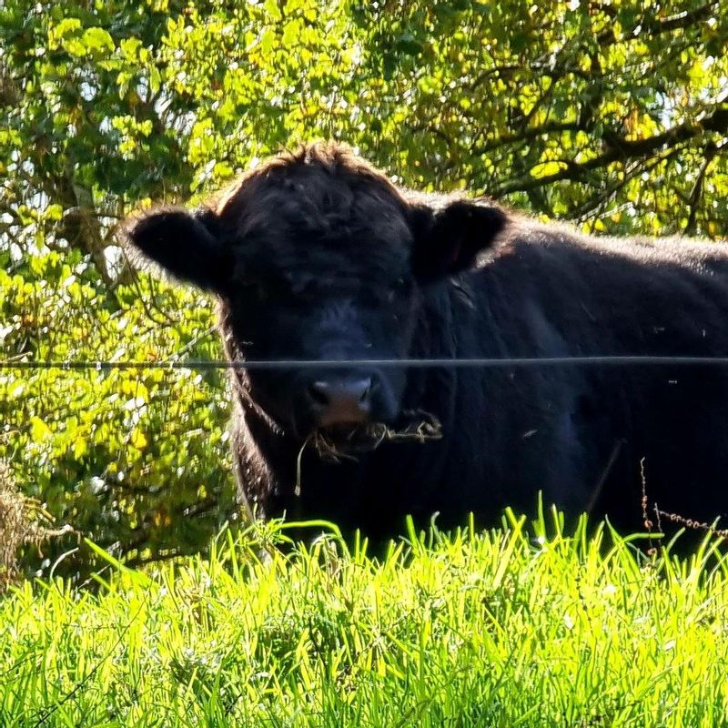 Melbourne Private Tour - Some of the domestic cattle in the neighbouring farms