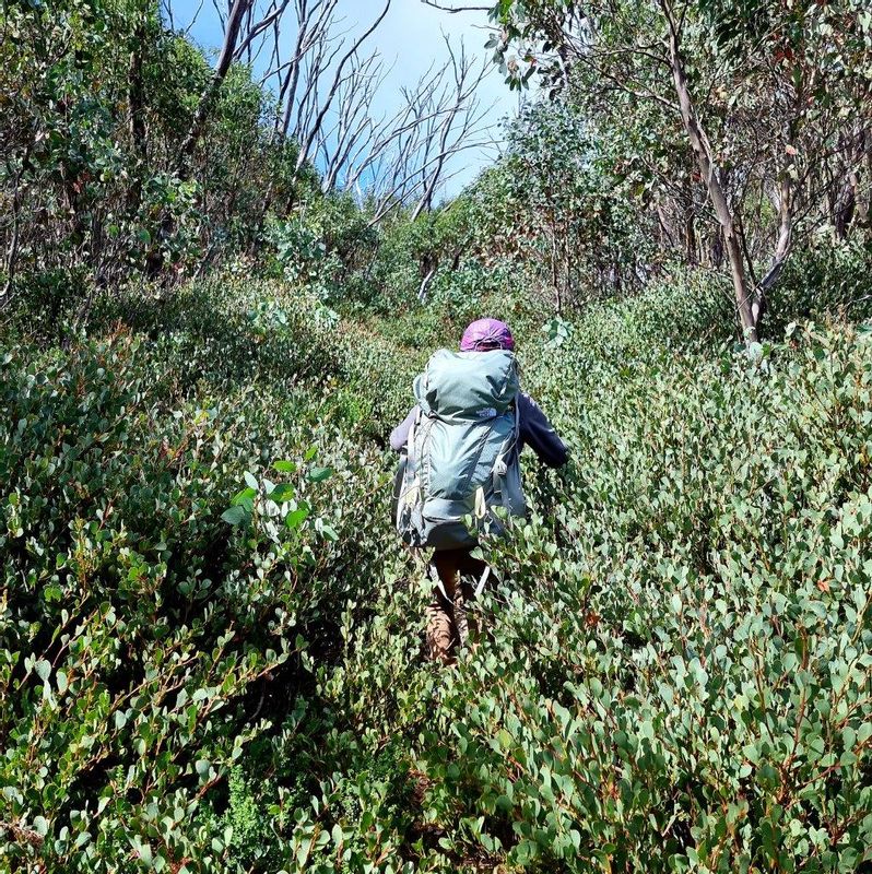 Melbourne Private Tour - Walking through single track near Keppel Hut