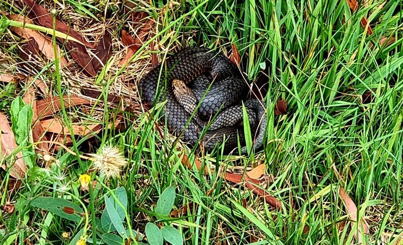 Melbourne Private Tour - A copperhead snake in the grass sunning itself during summer