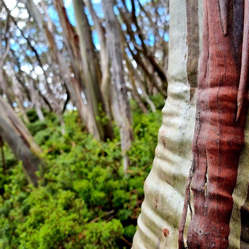 Melbourne Private Tour - Beautiful textures of the Australian Snow Gum