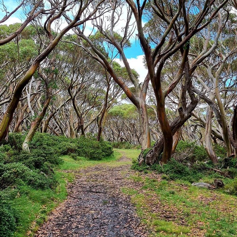 Melbourne Private Tour - Snow gums litter the walking trail