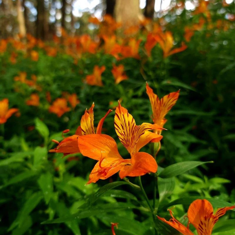 Melbourne Private Tour - Local flora