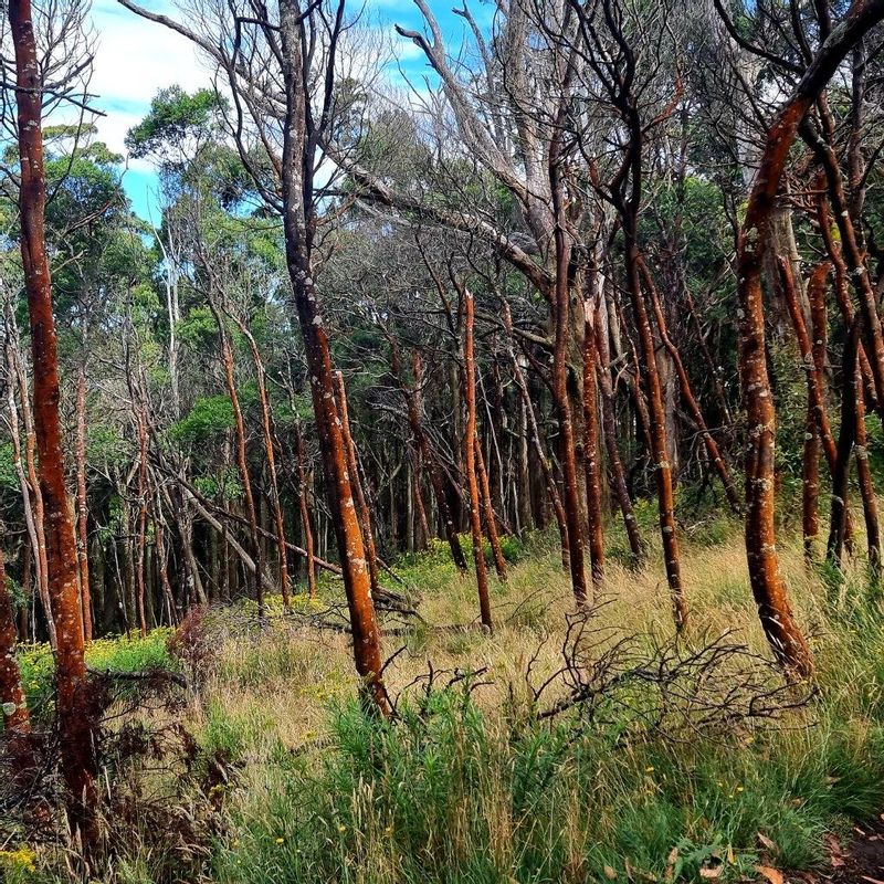 Melbourne Private Tour - Beautiful colours of the trees