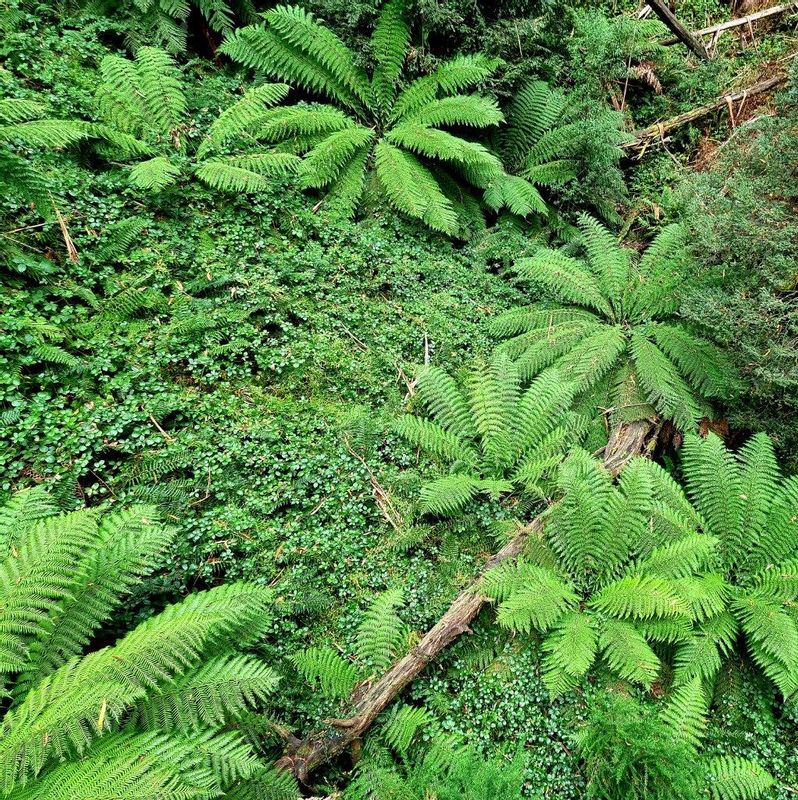 Melbourne Private Tour - Looking down from a trestle bridge into the ferns below