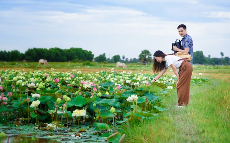 Siem Reap Private Tour - Rice Paddy Fields & Lotus Farms