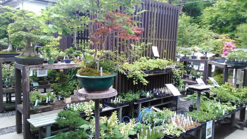 Saitama Private Tour - one of Bonsai nurseries.