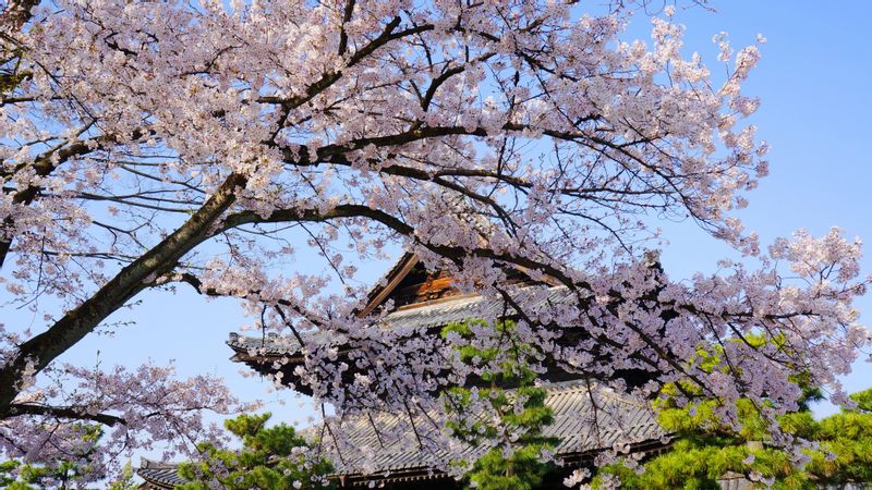 Kyoto Private Tour - Kenninji Zen Temple and Cherry blossom