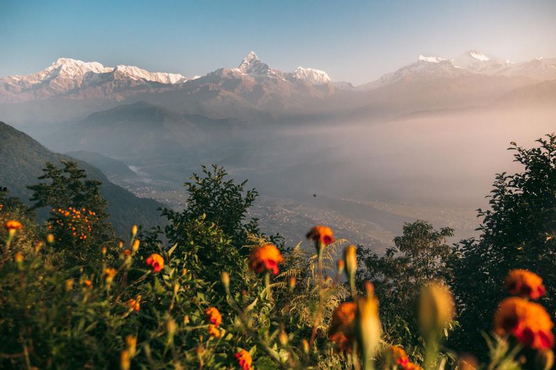 Gandaki Private Tour - marry gold flower Infront of Fishtail mountain