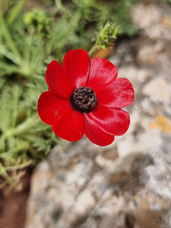 Jerusalem Private Tour - Plant life at Ein Gedi 