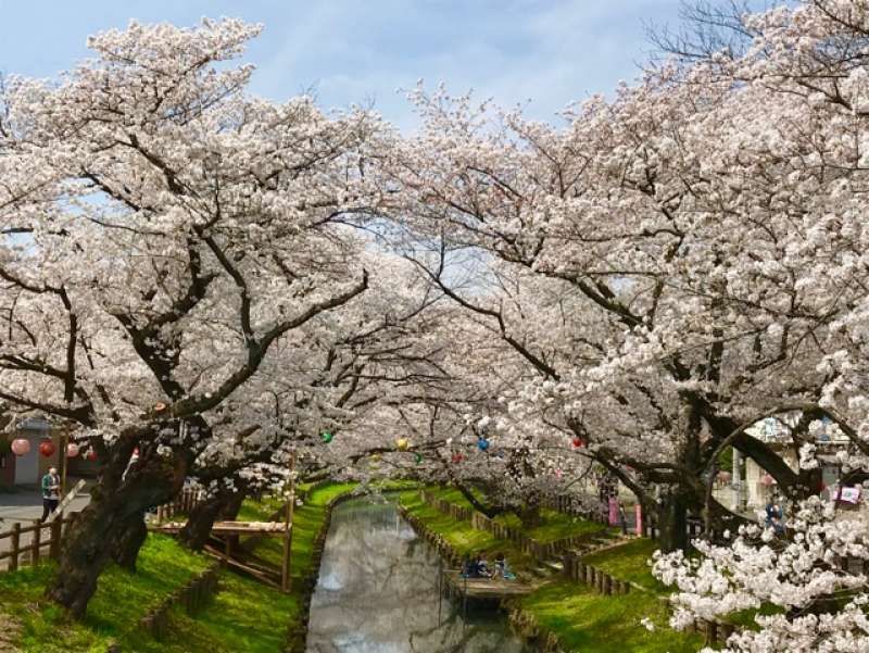 Saitama Private Tour - Cherry blossoms over the Shingashi River running behind the Hikawa Shrine