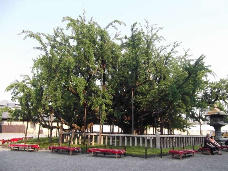 Kyoto Private Tour - "Upside-down" ginkgo tree of Nishi-Honganji temple.