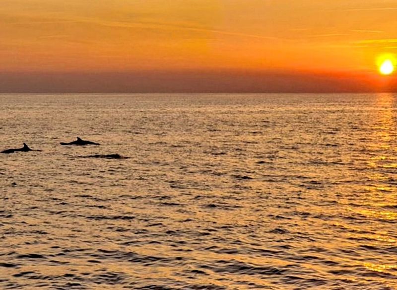 Istria Private Tour - Sunset and dolphins, one of the most beautiful things
