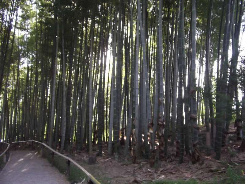 Kyoto Private Tour - Bamboo grove in the compound of Kodaiji temple.