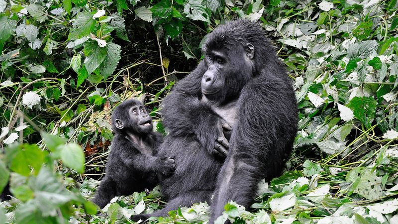 Kampala Private Tour - Gorillas in Bwindi forest