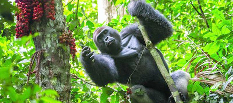 Kampala Private Tour - Gorilas trekking in Bwindi