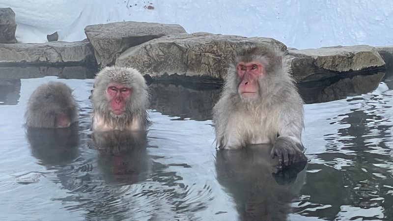 Tokyo Private Tour - Snow Monkey Park, Nagano