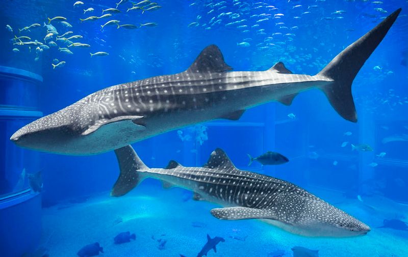 Osaka Private Tour - whale shark swim with other finshes