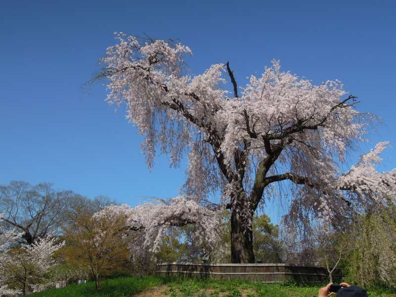 Kyoto Private Tour - The Drooping Cherry Tree of Maruyama Park