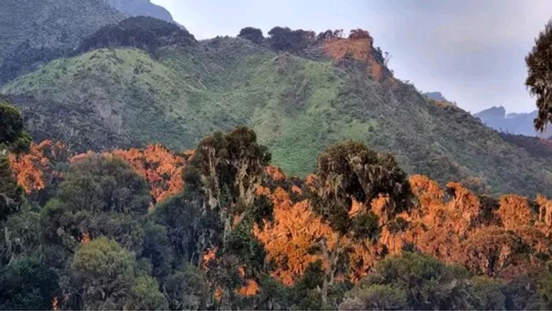 Kampala Private Tour - in heather zone in the Rwenzoris