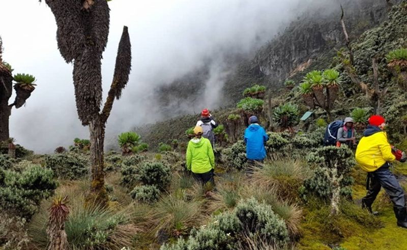 Kampala Private Tour - Rwenzori Mountain here at Giant lubria zone