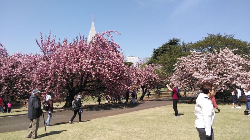 Tokyo Private Tour - Shinjuku Gyoen Garden in April