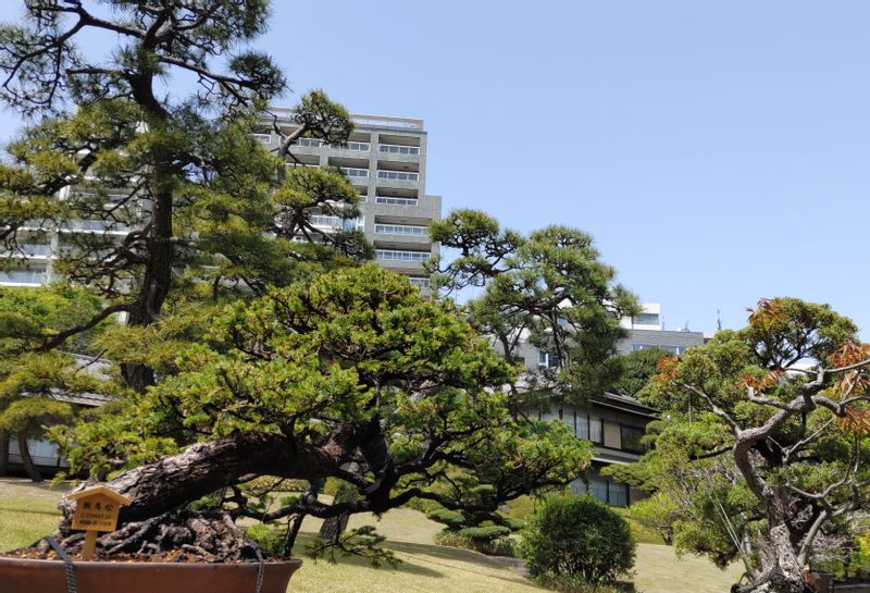 Tokyo Private Tour - Happoen bonsai garden