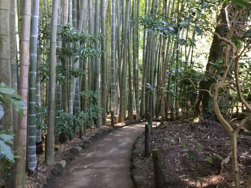 Kamakura Private Tour - Option B: Hokoku-Ji Temple (Bamboo forest)