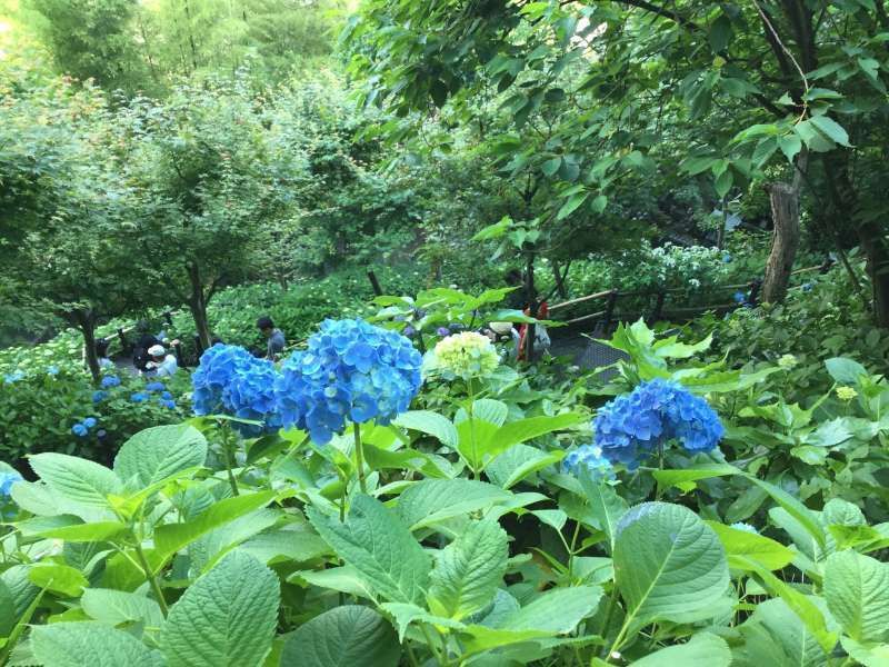 Kamakura Private Tour - Hase-Dera Temple: Hydrangea trail  (Blooming in June)