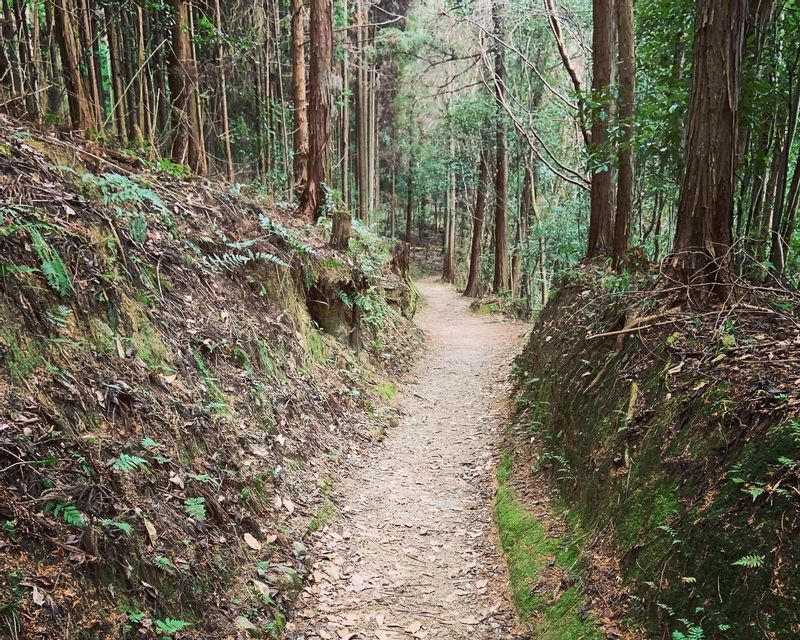 Nara Private Tour - Through the woods