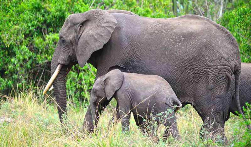 Kampala Private Tour - Elephants in Queen Elizabeth national park